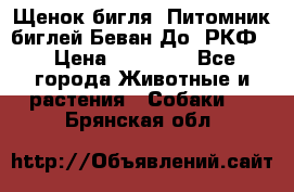 Щенок бигля. Питомник биглей Беван-До (РКФ) › Цена ­ 20 000 - Все города Животные и растения » Собаки   . Брянская обл.